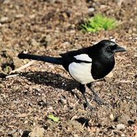 A close up of a Magpie photo
