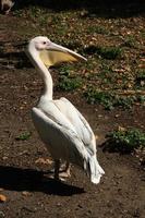 A view of a Pelican in London photo