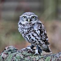 A view of a Little Owl in a tree photo