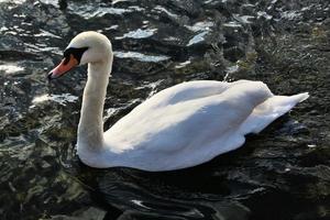 A close up of a Mute Swan photo