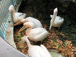 A view of a Pelican in London photo