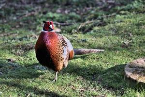 A close up of a Pheasant photo