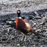 A close up of a Pheasant photo