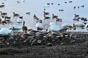 A view of some Swans and Ducks at WWT Martin Mere photo