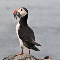 A view of a Puffin with Sand Eels on Farne Islands photo