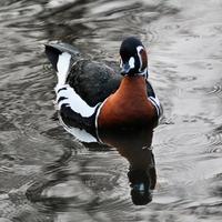 A view of a Red Breasted Goose photo