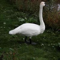 A close up of a Trumpeter Swan on the water photo