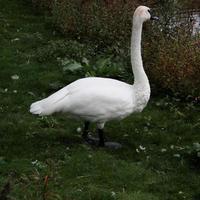 un primer plano de un cisne trompetista en el agua foto