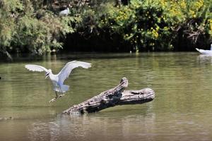 A view of a White Ibis photo