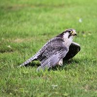 A close up of a Lanner Falcon photo