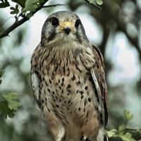 A close up of a Kestrel photo