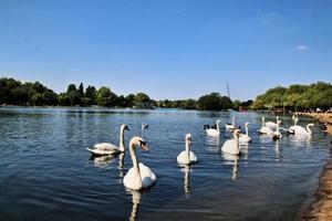 una vista de un cisne mudo foto