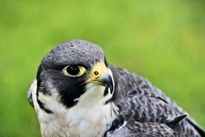 un primer plano de un halcón peregrino foto