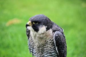 A close up of a Pergrine Falcon photo