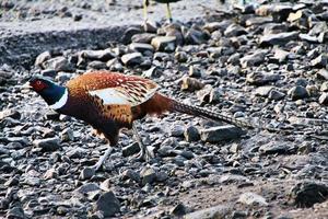 A close up of a Pheasant photo