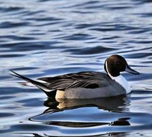 una vista de un pato pintail foto