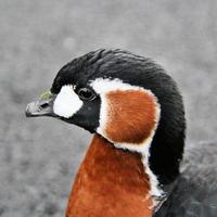 A view of a Red Breasted Goose photo