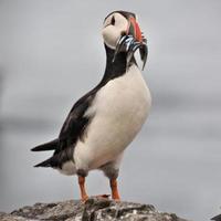 A view of a Puffin with Sand Eels on Farne Islands photo