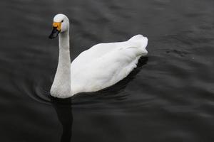 A close up of a Whooper Swan on the water photo
