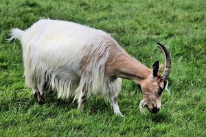 A view of a Goat in Reykjavik in Iceland photo