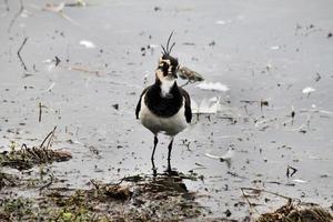 A view of a Lapwing photo