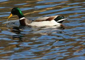 un primer plano de un pato real foto