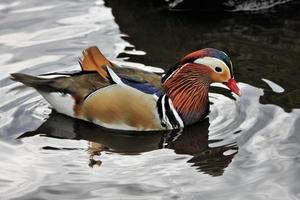 A close up of a Mandarin Duck photo