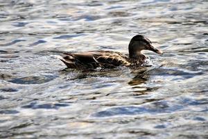 un primer plano de un pato real foto