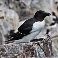 A close up of a Razorbill photo