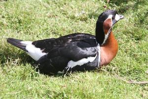 A view of a Red Breasted Goose photo