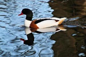 A close up of a Shelduck photo