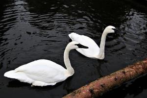 A close up of a Trumpeter Swan on the water photo