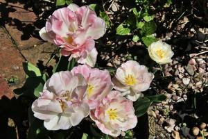 A close up of a Tulip photo