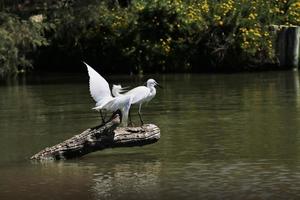 A view of a White Ibis photo
