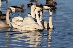 A close up of a Whooper Swan on the water photo