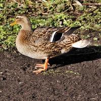 A close up of a Mallard Duck photo