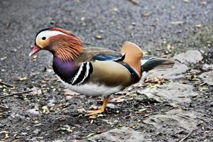 un primer plano de un pato mandarín foto