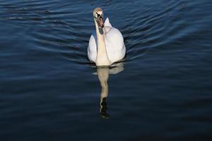 A view of a Mute Swan photo