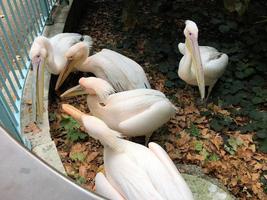 A view of a Pelican in London photo