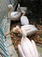 A view of a Pelican in London photo