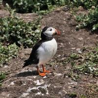 A close up of a Puffin on Farne Islands photo