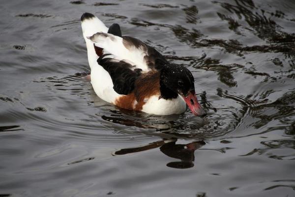 Duck Blood Stock Photos, Images and Backgrounds for Free Download