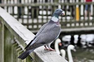 A close up of a Wood Pigeon photo