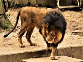 un primer plano de un león africano foto