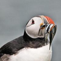 A view of a Puffin with Sand Eels on Farne Islands photo