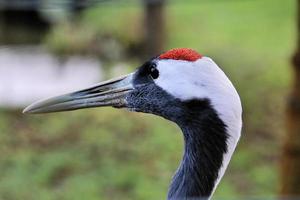 un primer plano de una grulla coronada roja foto