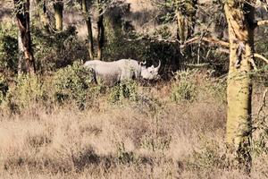 A close up of a Rhino photo