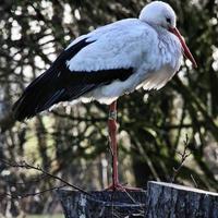 A close up of a White Stork photo