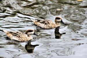 A view of a Marbled Teal on the water photo