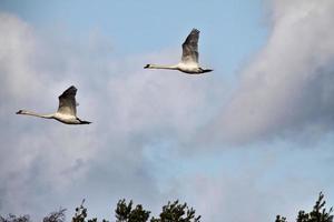 A view of a Mute Swan photo